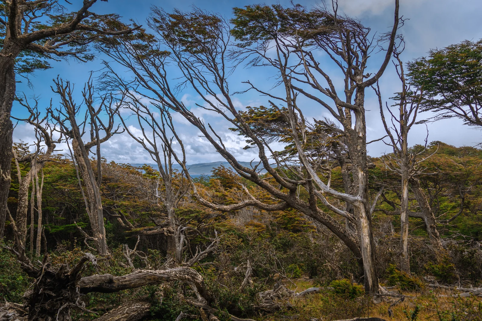 Wind-shaped trees and distant hills under the Patagonian sky