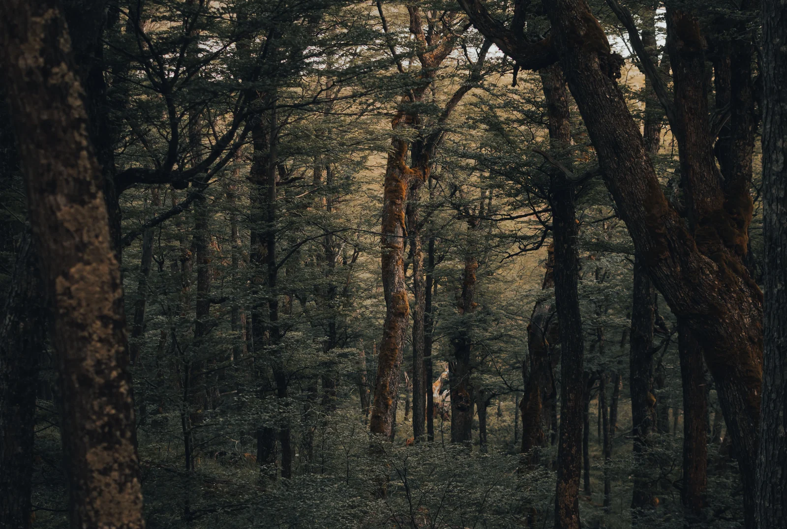 Layers of dark forest, with soft light between the trunks and branches